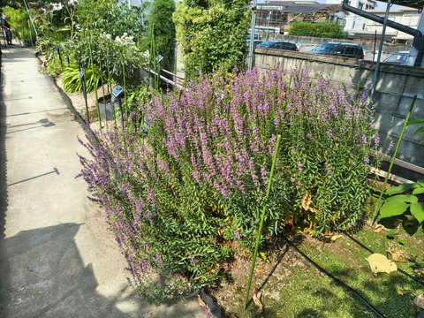 IMG_20260716_153149336_HDR