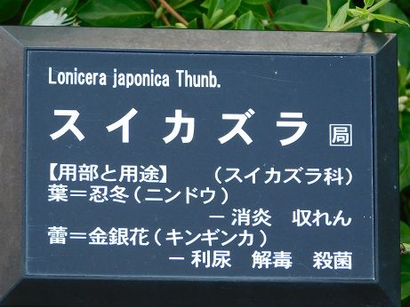 DSCN4905