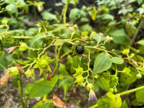 IMG_20260827_133112950_HDR