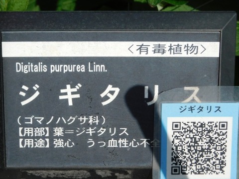 DSCN6610