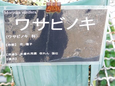 DSCN5023