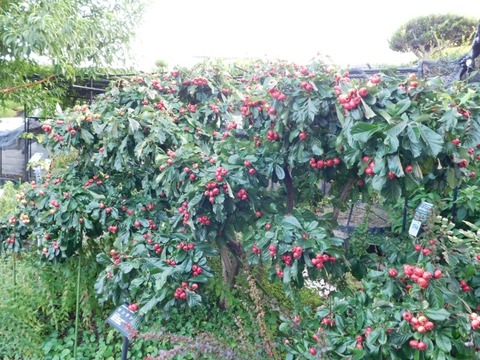 DSCN2742