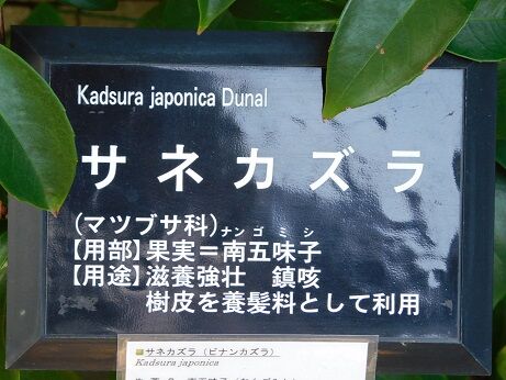 DSCN6590