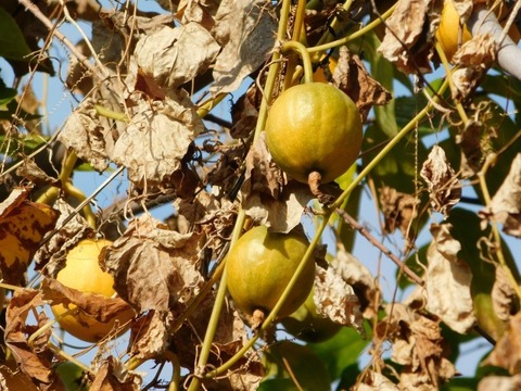 DSCN3315