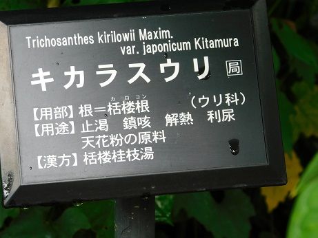 DSCN5798