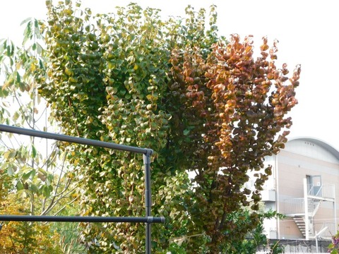 DSCN3040