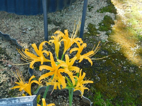 DSCN5401