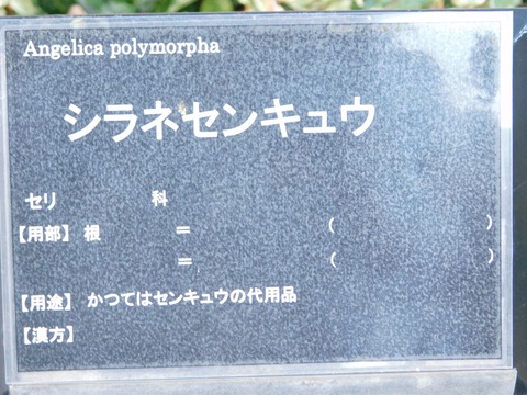 DSCN5447