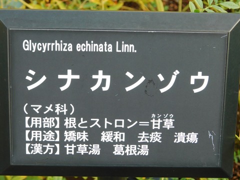 DSCN5546