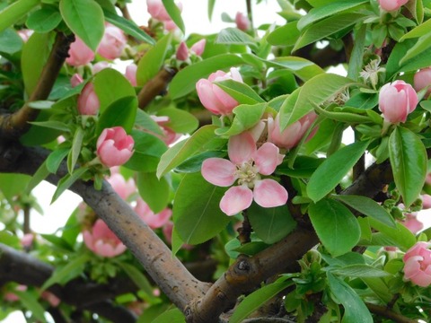 DSCN3651