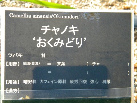 DSCN8538