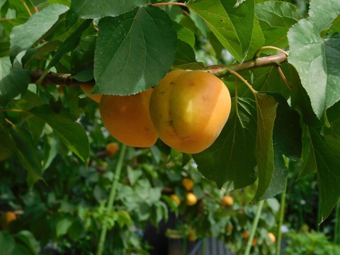 DSCN4192