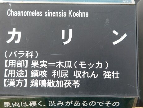 DSCN8854