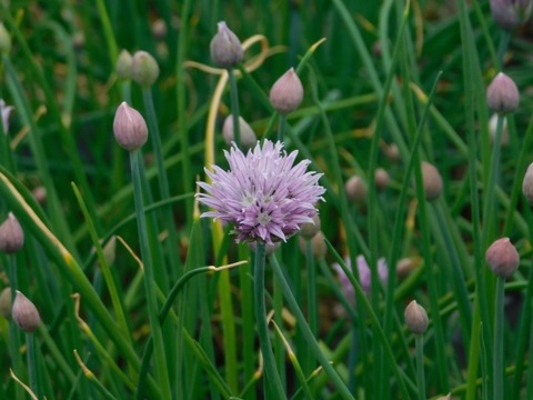 DSCN6503