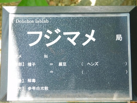DSCN7392