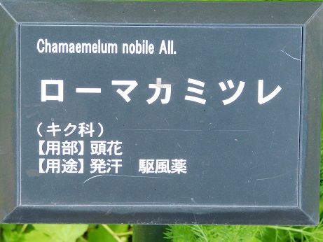 DSCN4935