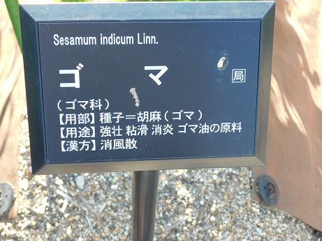 DSCN3268