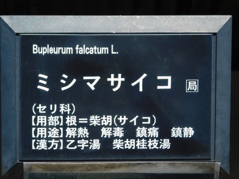 DSCN7247