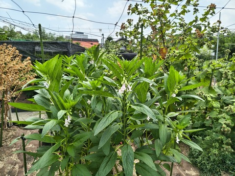 IMG_20260723_113409040_HDR