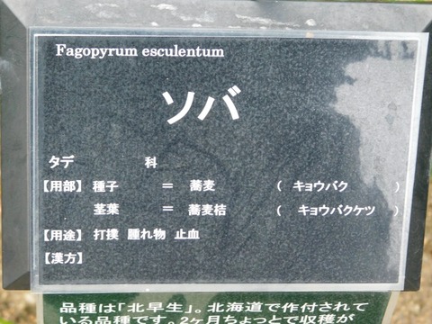 DSCN7019