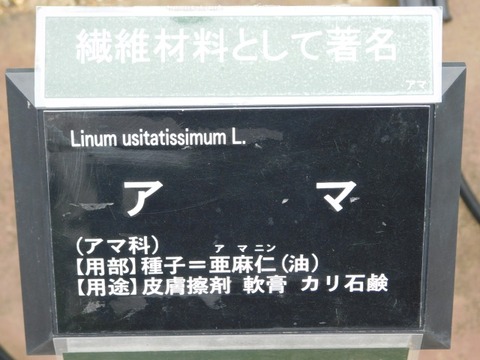 DSCN6520
