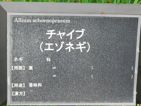 DSCN6504