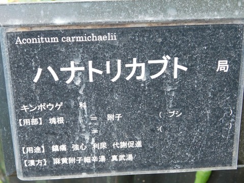 DSCN5533