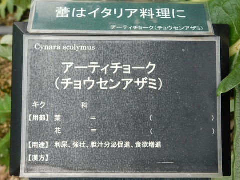 DSCN4261
