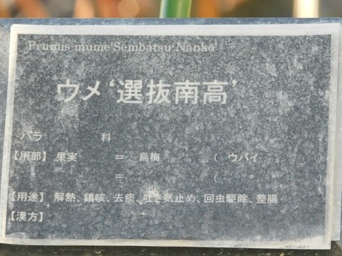 DSCN5885