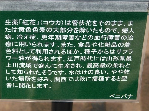 DSCN6900