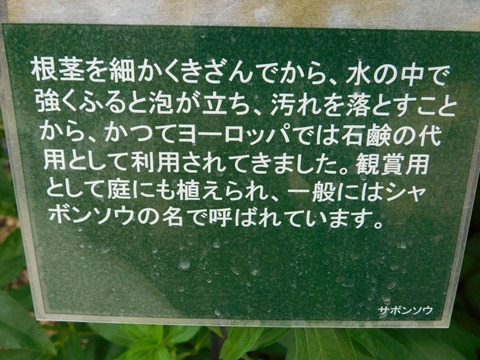 DSCN4259
