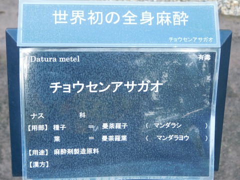 DSCN5505