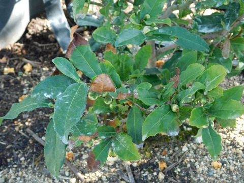 DSCN5421