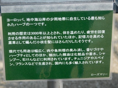 DSCN6293