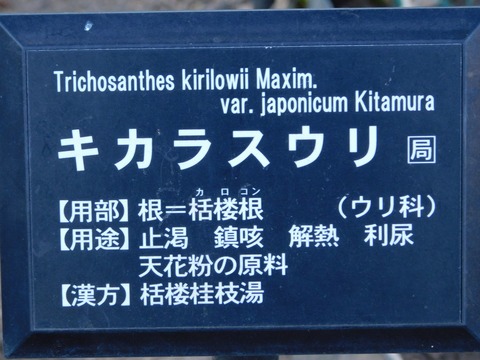 DSCN5967