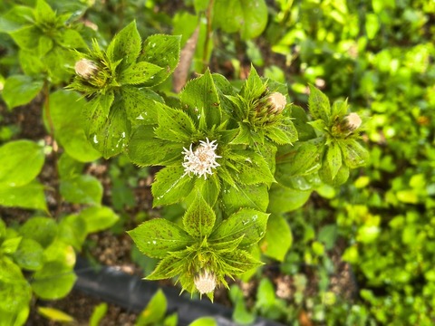 IMG_20260911_134520964_HDR
