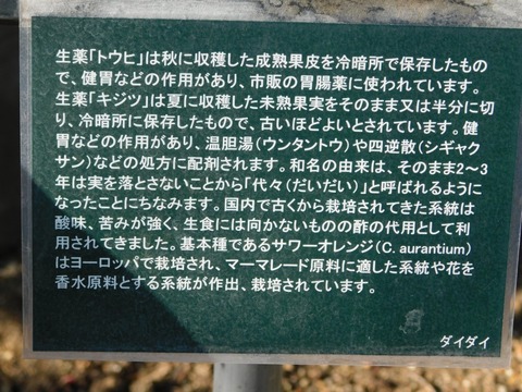 DSCN5971