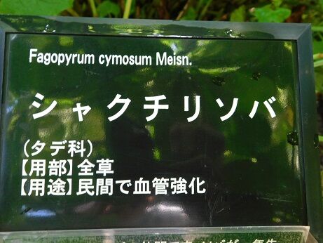 DSCN8609