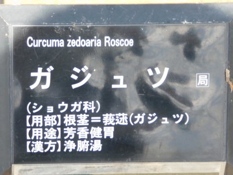 DSCN4222