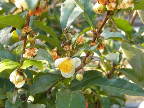 DSCN8537