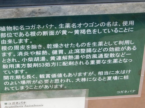 DSCN6841