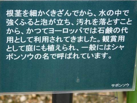DSCN2091
