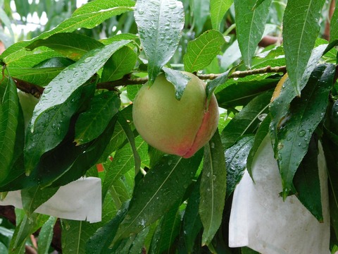 DSCN4363