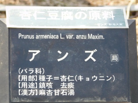 DSCN6305
