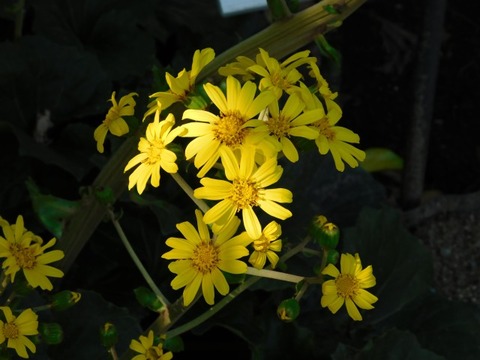 DSCN3113
