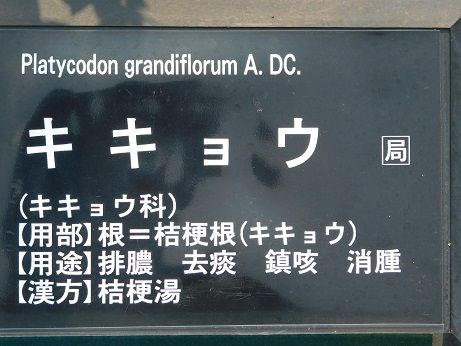 DSCN5389