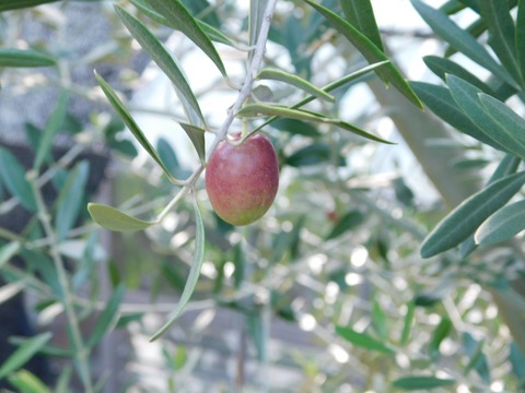 DSCN5416