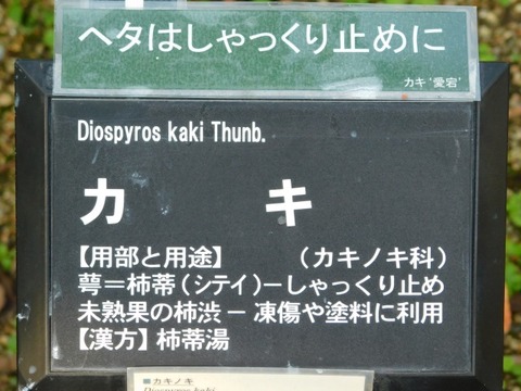 DSCN3064