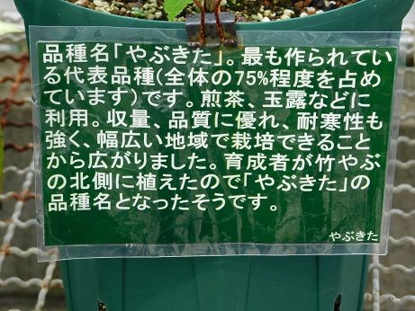 DSCN3867