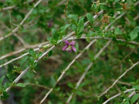 DSCN2296